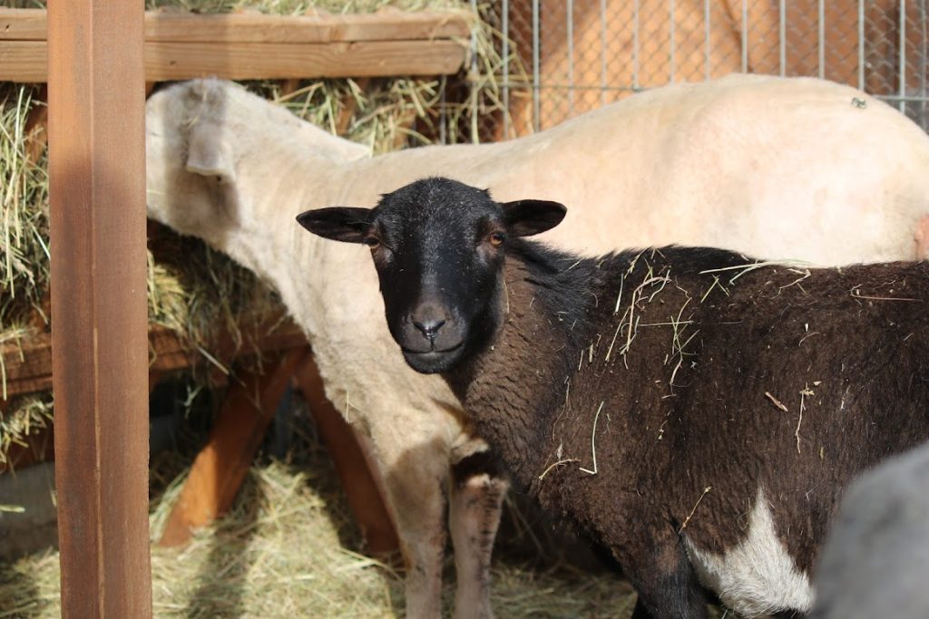 lato-u-rychertow-galeria-15