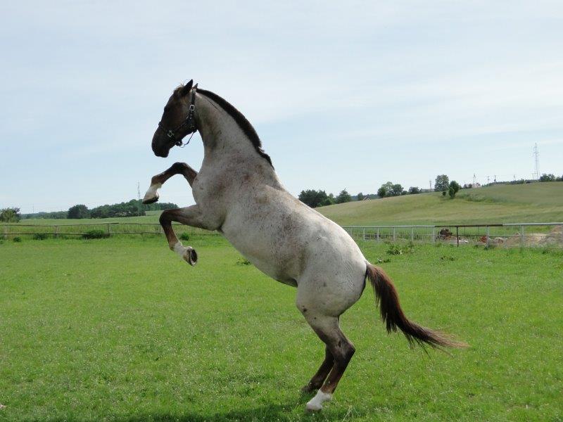 lato-u-rychertow-galeria-2