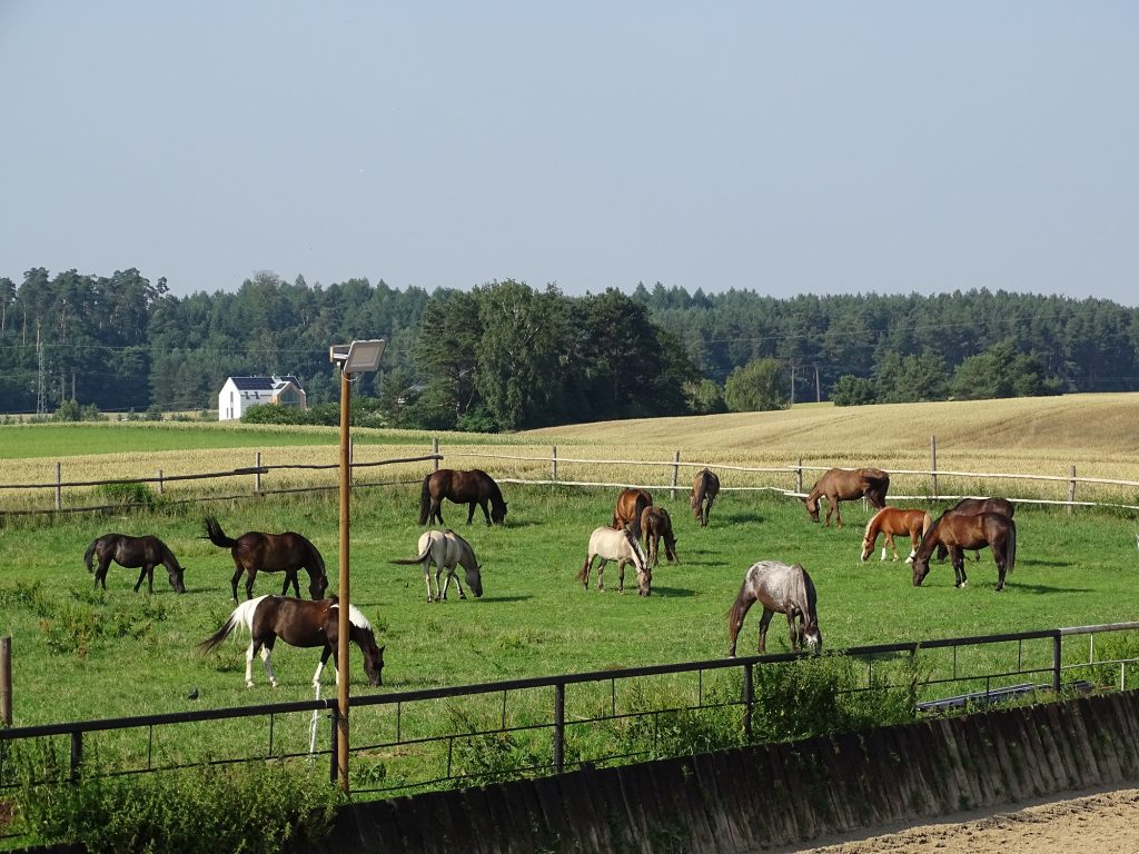 lato-u-rychertow-galeria-3