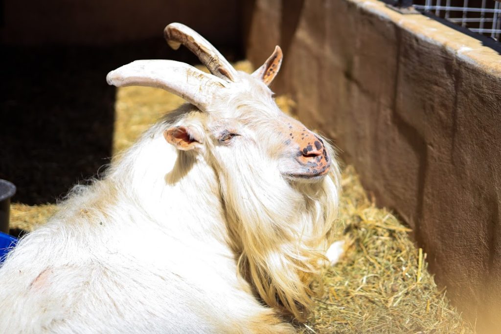 lato-u-rychertow-galeria-5