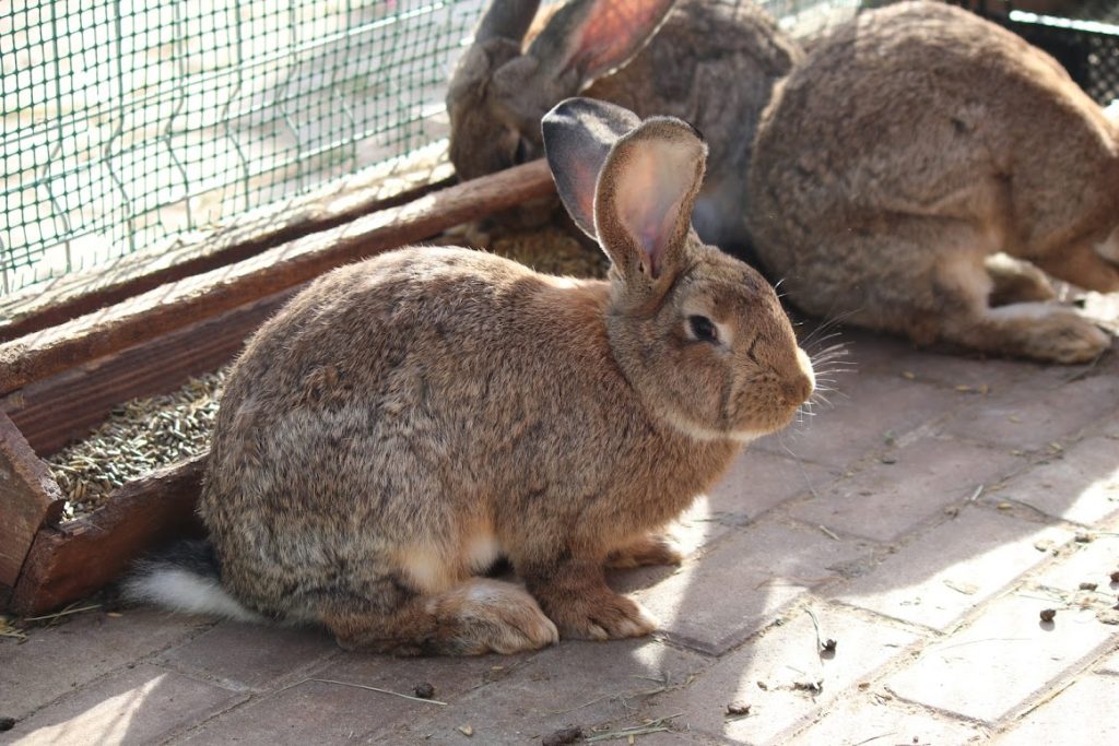 zielone-szkoly-grupy-noclegowe-u-rychertow-galeria-6